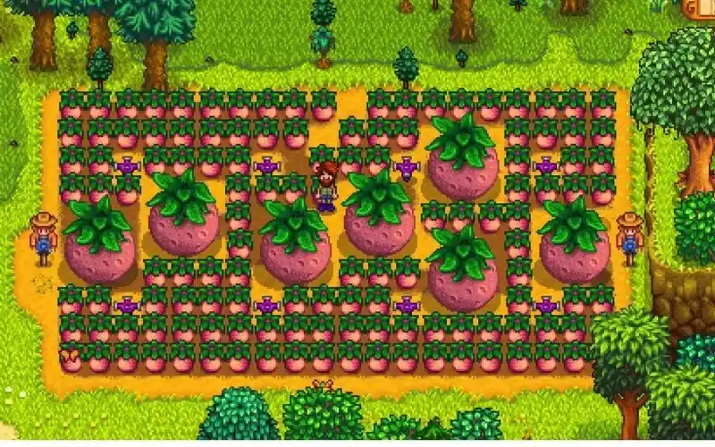 Mùa hè nên trồng gì Stardew Valley - Melon 